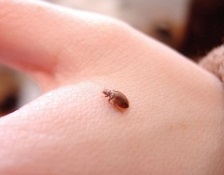Bed Bugs image