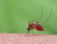 Mosquito and Vector-Borne Disease Control image