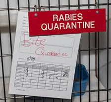 Rabies control image